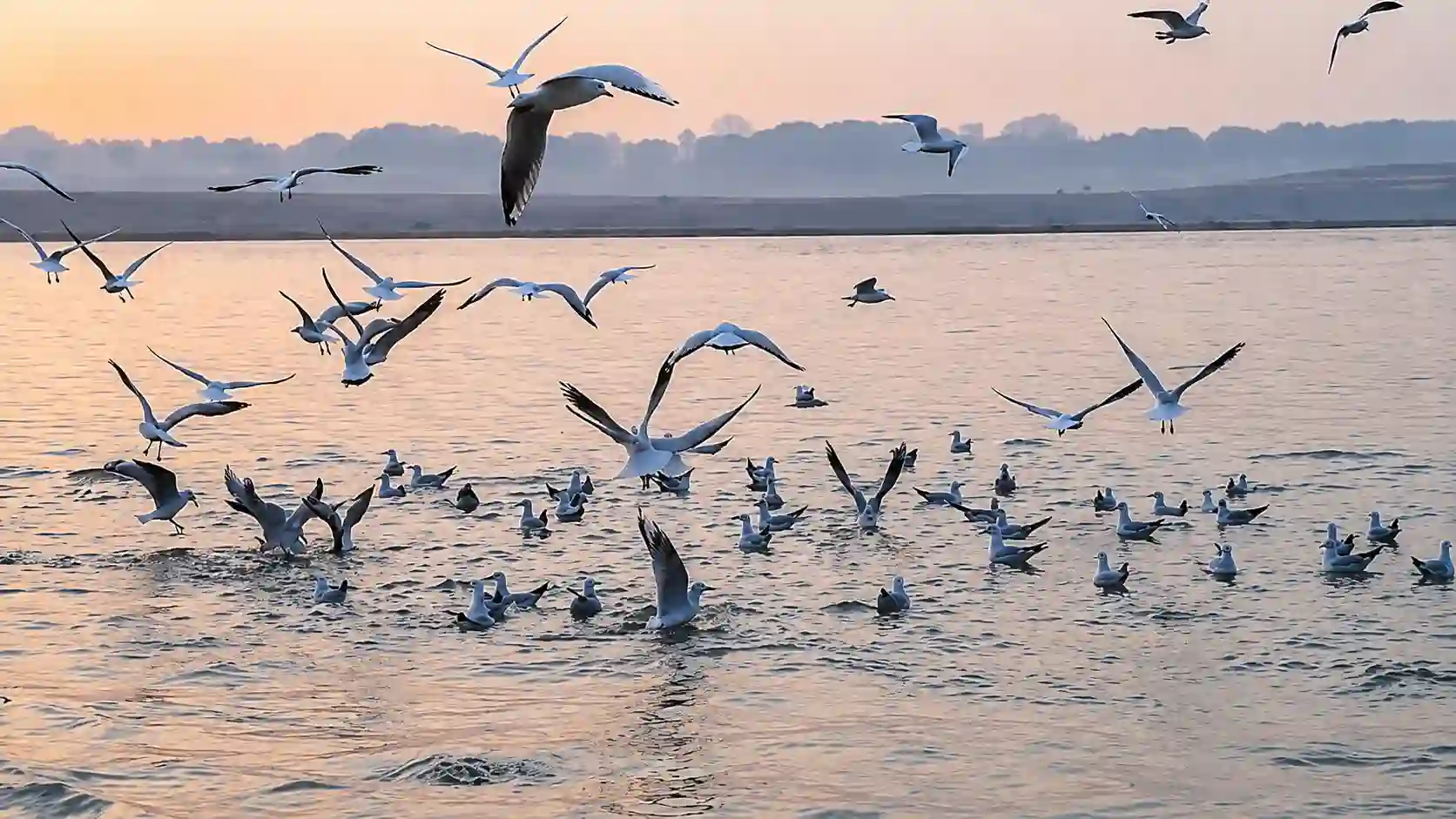 ganga birds